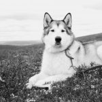 游览金殿:领略其独特风景与人文底蕴 5ca7wjcs