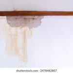 游艇会平台的会员权益与服务详解 m4n1o