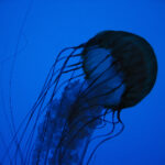 NBA免费直播观看指南:热门赛事全程放送 vq70r